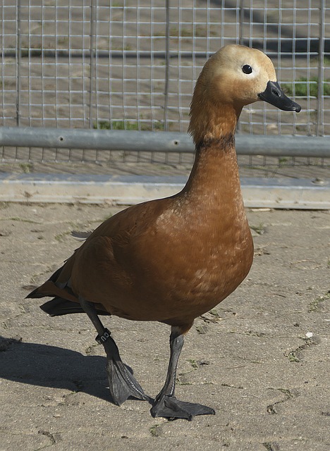 中提到