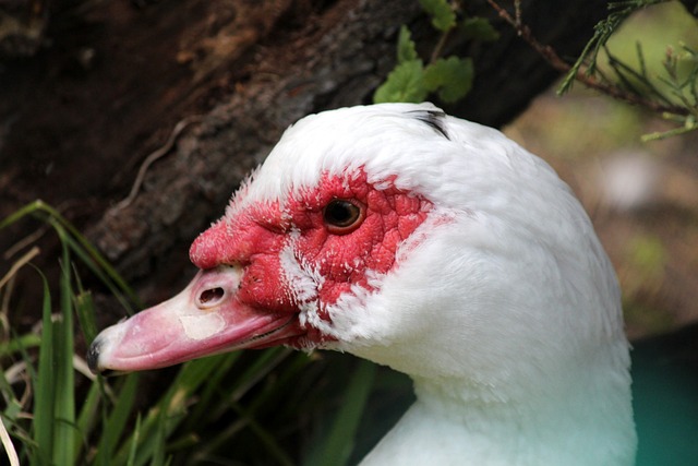 而湖人作为 而湖人作为